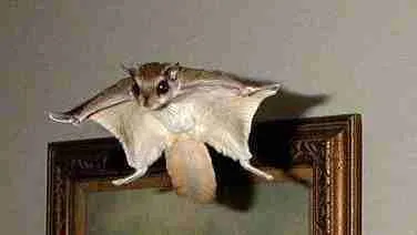 Flying squirrel inside a house.