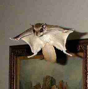 Flying squirrel inside a house.
