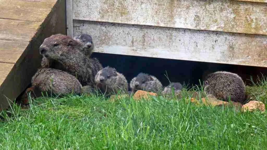 Groundhog infestation under home.
