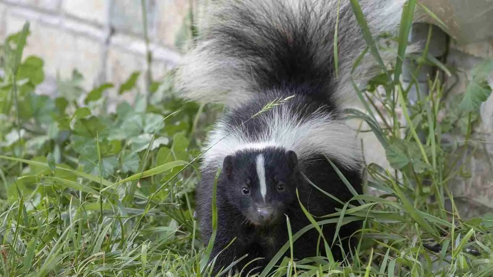Skunk in backyard.