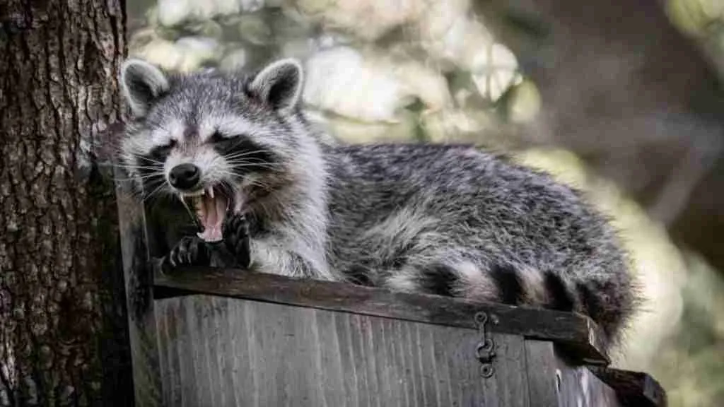 Hostile raccoon on home's fence.