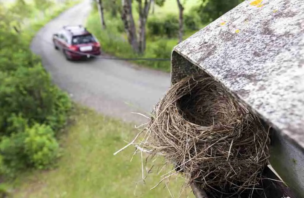 Bird's nest on a roof drain.