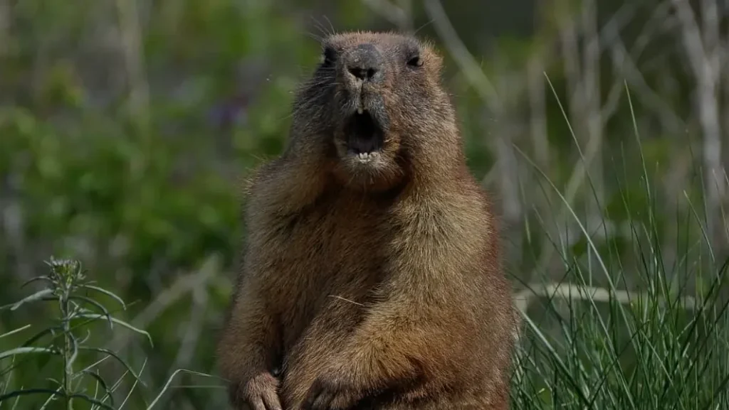 Groundhog on a house's yard.