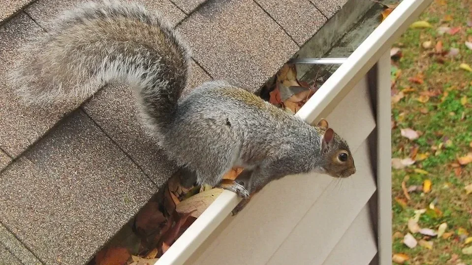 Squirrel on the roof.