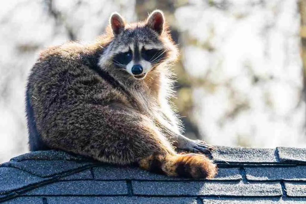 Diseased raccoon on a house roof.