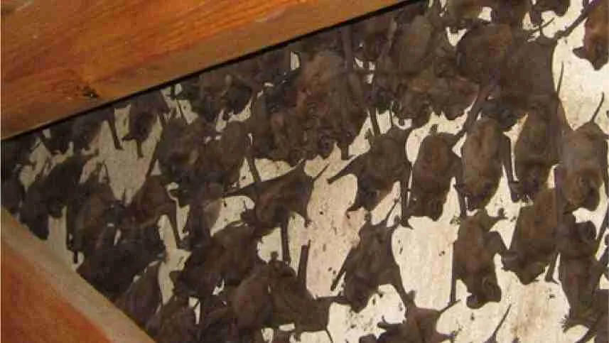 Signs of Bat Infestation.