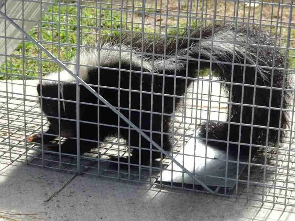 Skunk inside a trap.