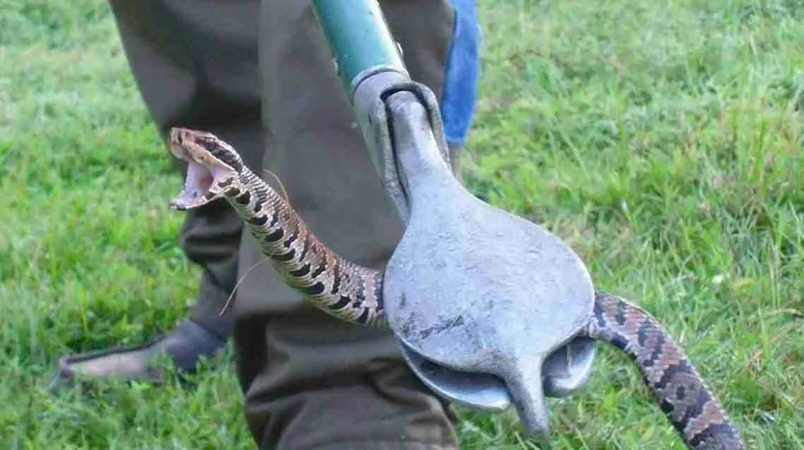 Captured snake on a yard.