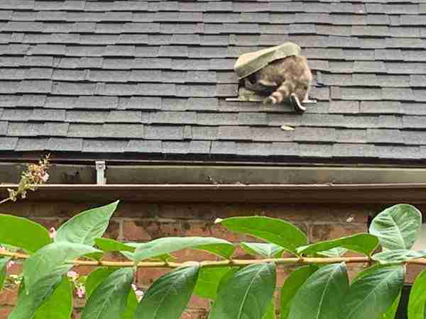 Wild animal getting in through roof.