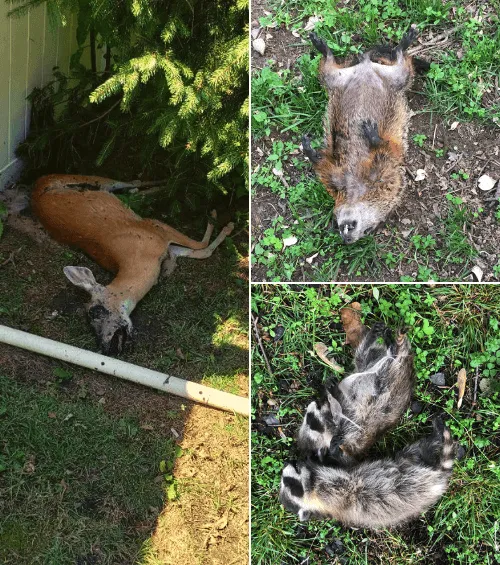 Dead animals.