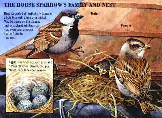 Sparrow's nest.