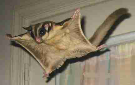 Gliding flying squirrel inside a house.