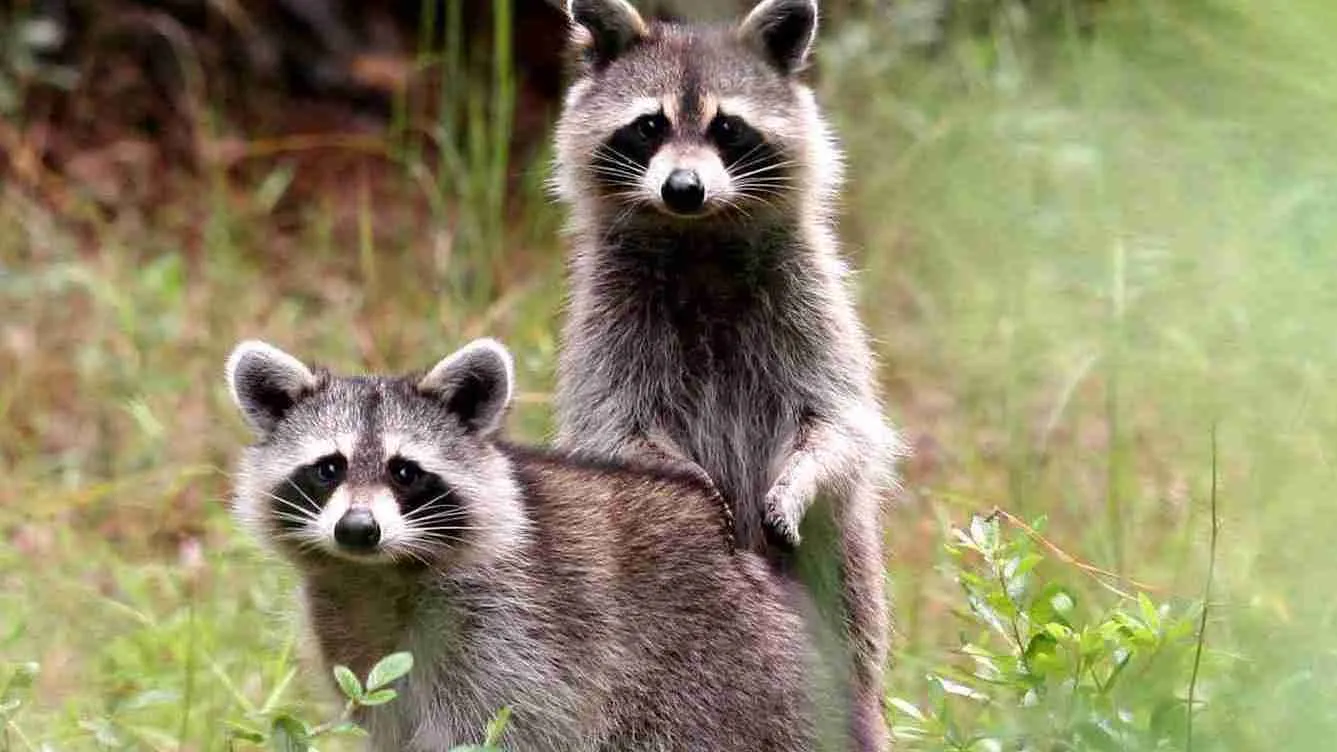 Pair of raccoon.