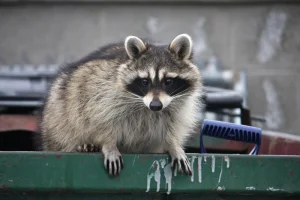 Raccoon coming out a dumpster.