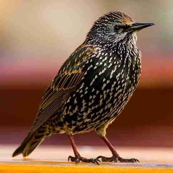 Starling bird.