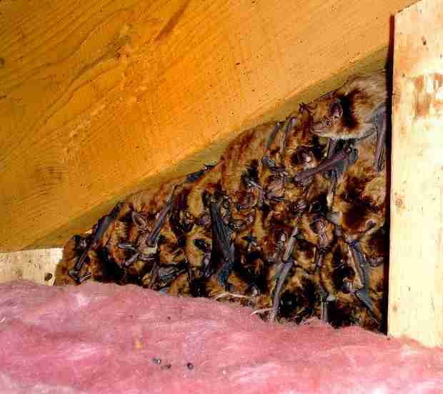 Brown bat colony in attic.