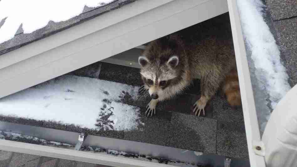 Raccoon on house's roof.